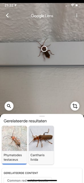 Google Lens vertelde dat dit een Geel Soldaatje of een Veranderlijke Boktor is.